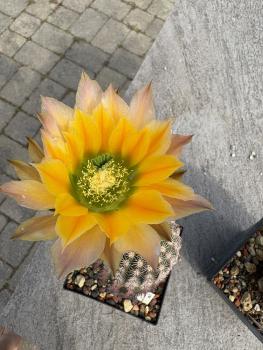 Echinocereus ctenoides